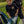 T-shirt Blue Mariners Navy Blue Pelican