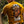 IronPaw 180 turmeric T-shirt