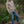 Sweat hoodie Bombay RAF 122 – Desert – Stitch & Print