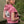 Sweat Hoodie Manches Courtes Merci Pour les Roses – Hommage Jean d'Ormesson – Rose Antique | Capu Mattu