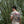T-shirt WASP – Ivoire – Stitch & Print