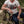 T-shirt IBV Snake Tank – In Benzina Veritas Compagnie | Capu Mattu