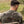 T-shirt Black Bird Company – Sparkle & Captain – La 7ème Compagnie | Capu Mattu