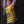 Black Bird Sparkle Turmeric T-Shirt